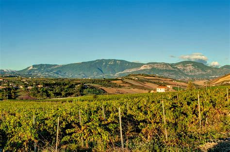 Regional profile: Abruzzo wines - Decanter