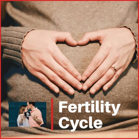 Fertility Cycle – Best Acupuncture Hamilton NZ