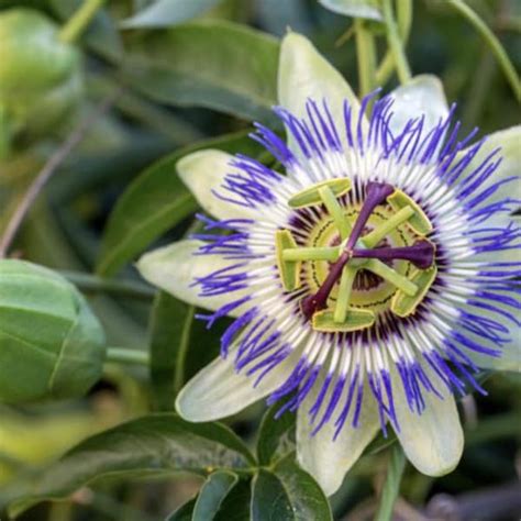 Passion Flower Seeds - Etsy