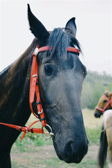 The Mystique of Black Horses: Exploring Their History, Characteristics ...