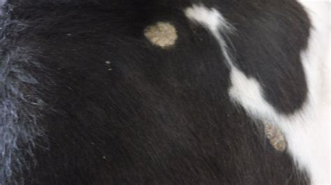 Vet’s View: ringworm in cattle - Country Smallholding