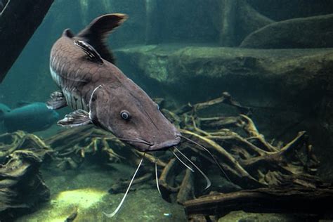 Chernobyl Causes Gigantic, Mutant Catfish - But Is It Hope for Adapting to Radioactive Water?