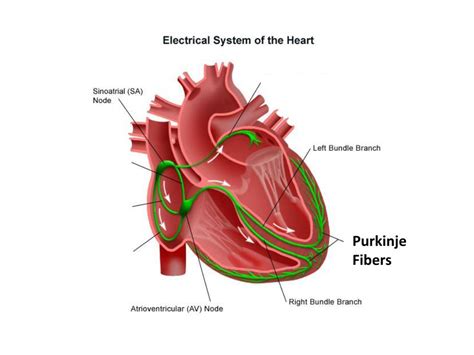 PPT - Chapter 12 Circulatory System PowerPoint Presentation, free download - ID:2374428