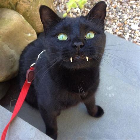 Vampire Cat • /r/aww | Vampire cat, Cats, Pets cats