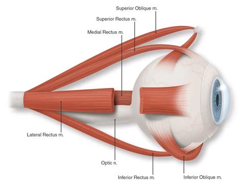 Eye muscles profile, color (labeled) - American Academy of Ophthalmology