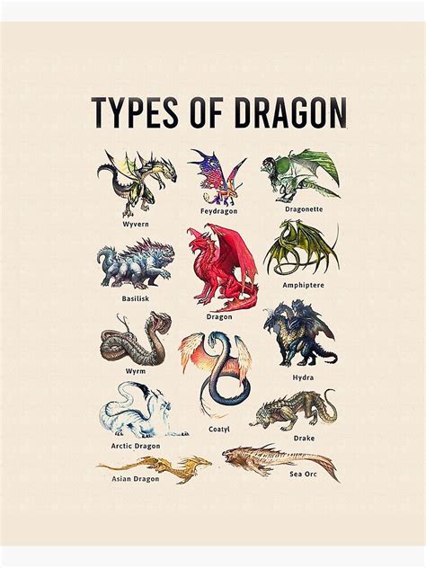 "Types Of Dragon" Poster by MirandaNa | Redbubble