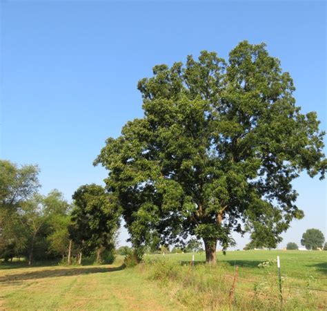 Pecan Tree Facts | Hunker