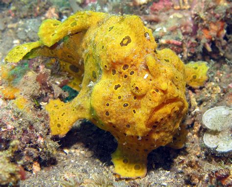 Sea Creatures’ Most Amazing Camouflage | Atlantis Bali Diving