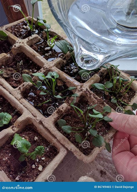 Watering Seedlings Inside for Starting Garden in the Spring Stock Image - Image of fertilize ...