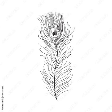 Hand drawn peacock tail bird feather, sketch style vector illustration ...