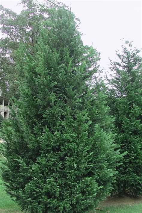 Murray Cypress For Sale | Evergreen Privacy Trees Online