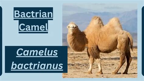 Bactrian Camel Animal Facts | Camelus bactrianus