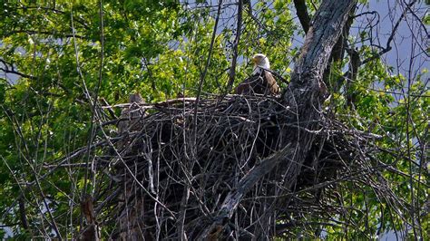 American Bald Eagle Nesting Photograph by Robert McCarthy - Pixels