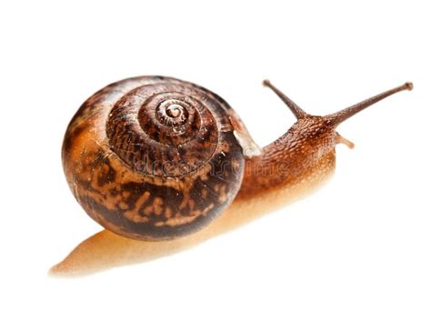 Snail (edible snail) stock photo. Image of sliding, invertebrate - 14686272