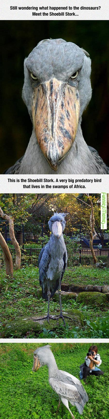 Funny Memes - | Shoebill, Shoebill stork, Animals beautiful