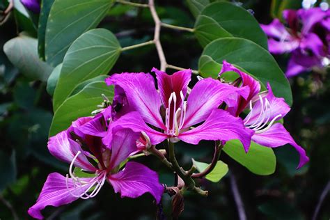 China's Flora Tour: Emblem of Hong Kong SAR - CGTN