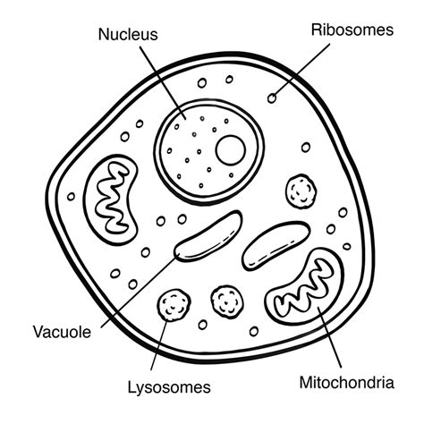 Eukaryotic Cell Simple Diagram