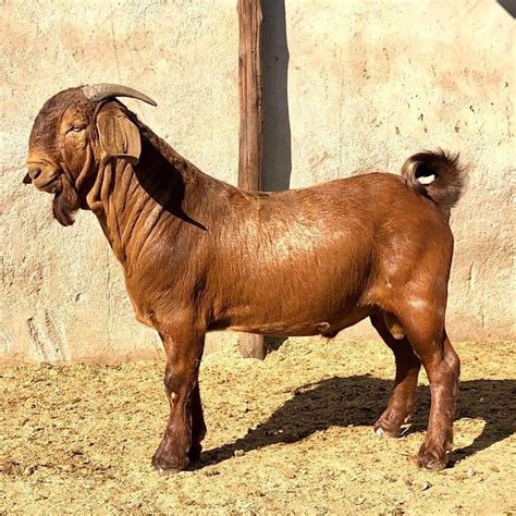 Kalahari Goat – Ntiwane Livestock Farm