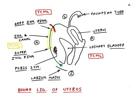 Round ligament of uterus - TCML - The Charsi of Medical Literature