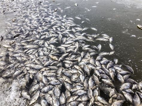 Bizarre Video Shows Stream of Thousands of Suffocating Fish Crawling