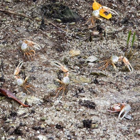 Fiddler Crabs, Mangroves, and Leather Ferns Getting Along Famously | Treasure Coast Natives