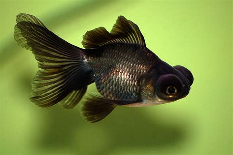 Lovely blackmoor goldfish on green | Аквариумные рыбки, Золотая рыбка ...