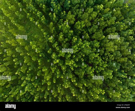 Top down view of the forest Stock Photo - Alamy