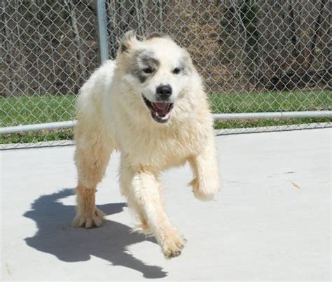 Artemis ~ gentle giant (female) Great Pyrenees Adult - Adoption, Rescue for Sale in Amherst ...