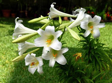 Lilium longiflorum - Easter Lily | World of Flowering Plants