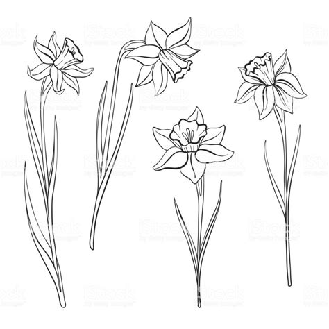 Narcissus Flower Line Drawing