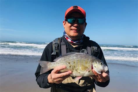 Surf Perch In California – Surfcasting Republic