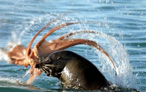 Squid Eating Crab