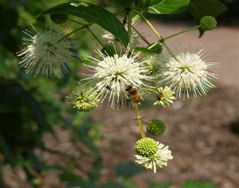 Buttonbush | Home & Garden Information Center