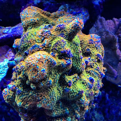 superman montipora danae in my friends tank | Saltwater aquarium fish ...