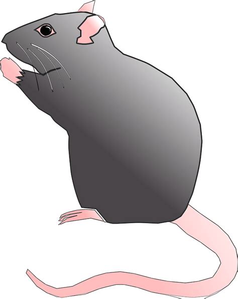 Rat clipart. Free download transparent .PNG | Creazilla