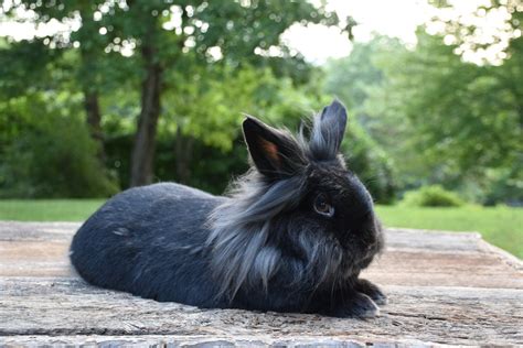 A guide to owning Lionhead rabbits | PetsRadar