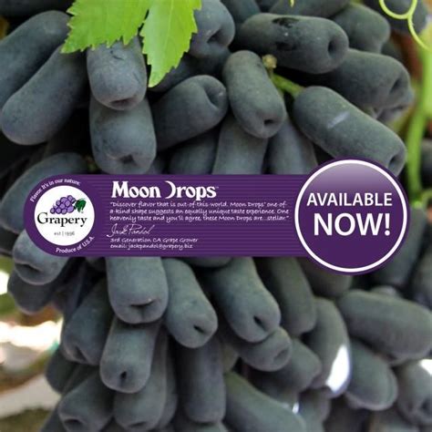 Moon Drop Grape Plants - Plants FA