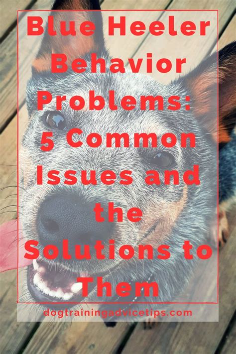 Blue Heeler Behavior Problems: 5 Common Issues and the Solutions to ...