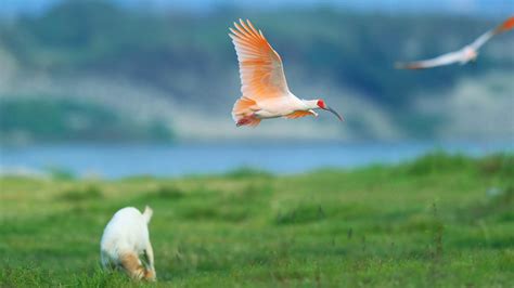 Wild crested ibis reappears in NW China - CGTN