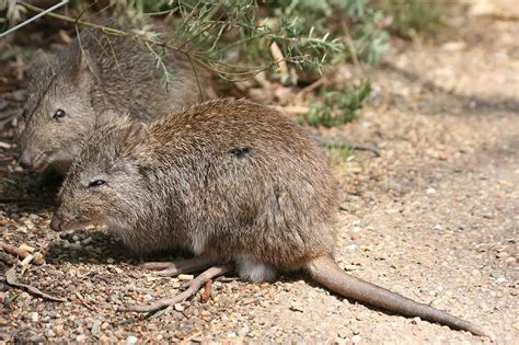 30 Bandicoot Facts About These Solitary Marsupials - Facts.net