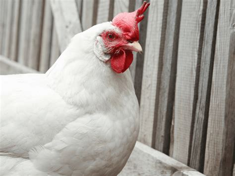 Broiler Chicken Breeds