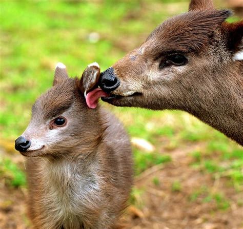 latest picture of the new baby tufted deer. so so cute. | Flickr