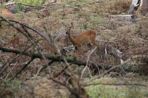 Ricke Foto & Bild | rehbock, reh, rehwild Bilder auf fotocommunity