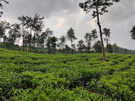 Kerala Tea Plantation - Free photo on Pixabay - Pixabay