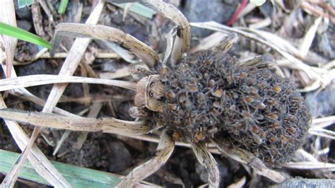 Kenyan Spiders: WOLF SPIDERS (Family Lycosidae)