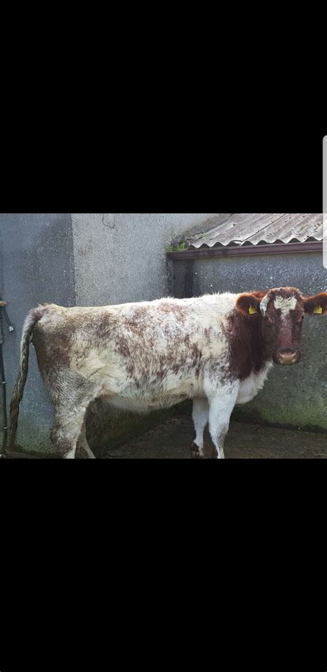 Beef Shorthorn cows for sale in Galway - Irish Shorthorn Society