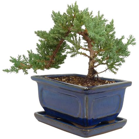 Trending Indoor Juniper Bonsai Tree Care most complete - Hobby plan