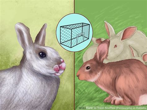 How to Treat Snuffles (Pasteurella) in Rabbits: 13 Steps