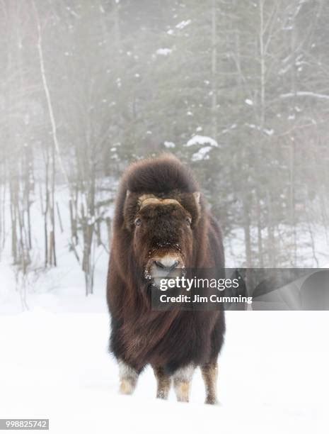 Musk Ox Habitat Photos and Premium High Res Pictures - Getty Images