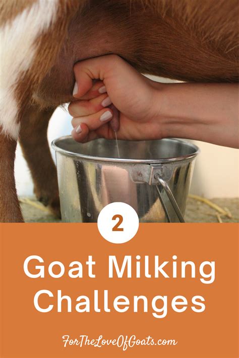 2 Goat Milking Challenges